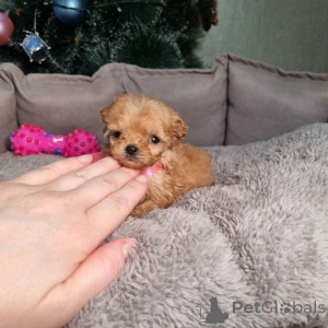 Photo №4. I will sell poodle (toy) in the city of Helsinki. private announcement, from the shelter - price - 516$