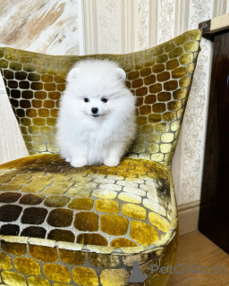 Photo №3. Spzit Pomeranian bobo. Germany