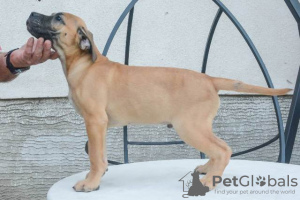 Photo №2 to announcement № 107357 for the sale of perro de presa canario - buy in Serbia 