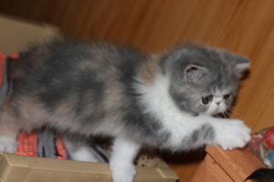 Photo №2 to announcement № 5636 for the sale of exotic shorthair - buy in Russian Federation breeder