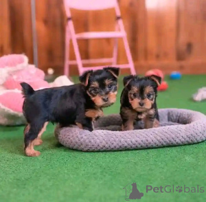 Photo №3. Yorkshire Terrier Puppy Available for Adoption. Germany
