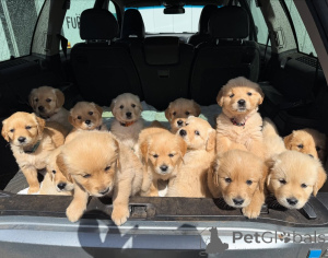 Photo №1. golden retriever - for sale in the city of Beiersdorf | negotiated | Announcement № 167210