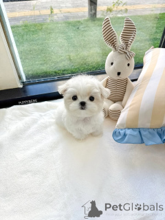 Photo №1. maltese dog - for sale in the city of Helsinki | 568$ | Announcement № 163776