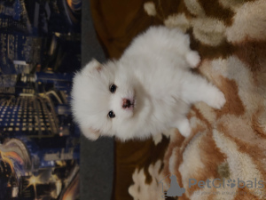 Additional photos: pomeranian spitz