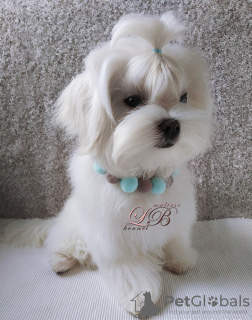 Photo №3. A bred Maltese puppy boy, 5 months old, is waiting for a loving family.. Ukraine