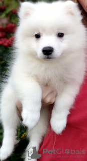 Photo №4. I will sell japanese spitz in the city of Dnipro. from nursery - price - negotiated