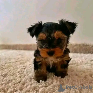Photo №2 to announcement № 138642 for the sale of yorkshire terrier - buy in United States breeder