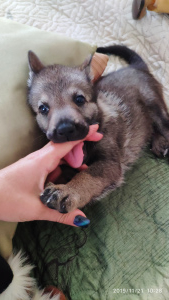 Additional photos: Czechoslovakian wolfdog puppies for sale