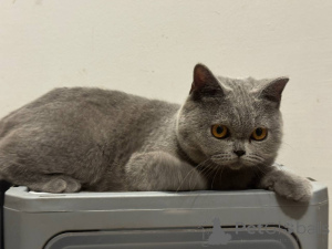 Photo №2 to announcement № 168166 for the sale of british shorthair - buy in Belgium private announcement