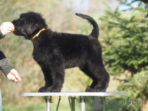 Photo №3. Black Russian Terrier puppies for sale.. Poland