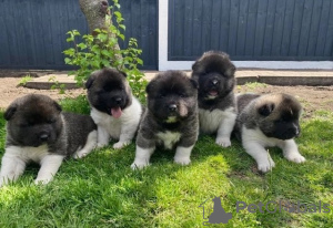 Photo №2 to announcement № 36102 for the sale of akita - buy in Lithuania private announcement