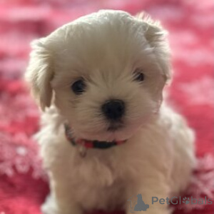 Photo №3. Cuccioli di Maltese in vendita. Italy