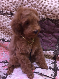 Photo №4. I will sell poodle (toy) in the city of Москва. breeder - price - 481$