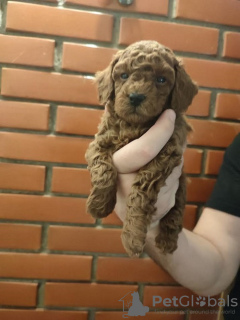 Photo №4. I will sell poodle (royal) in the city of Belgrade. breeder - price - negotiated