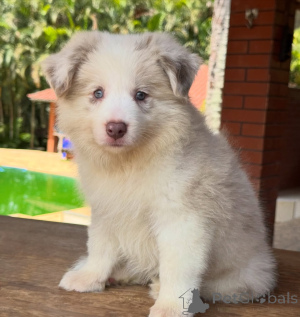 Photo №1. border collie - for sale in the city of Munich | negotiated | Announcement № 166820