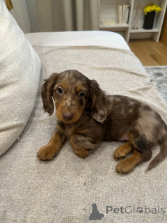 Photo №1. dachshund - for sale in the city of Гамбург | negotiated | Announcement № 144404