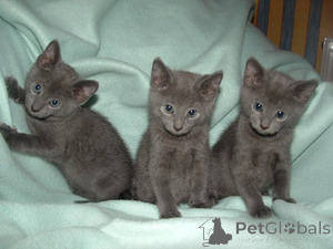 Photo №1. russian blue - for sale in the city of Essen | negotiated | Announcement № 138241
