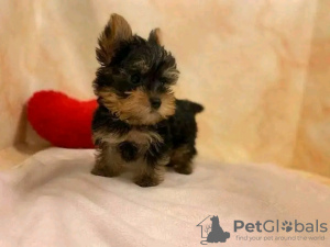 Photo №2 to announcement № 13358 for the sale of yorkshire terrier - buy in Switzerland private announcement