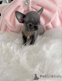 Photo №1. chihuahua - for sale in the city of Helsinki | Is free | Announcement № 160313