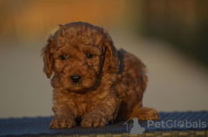 Additional photos: Mini Poodle, apricot color