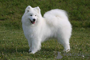 Photo №1. samoyed dog - for sale in the city of Zabrze | Is free | Announcement № 94853