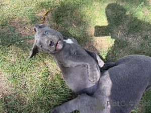 Photo №1. cane corso - for sale in the city of Aalborg | 1$ | Announcement № 173405