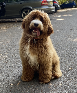 Additional photos: Australian Labradoodle puppies (2 boys & 4 girls)