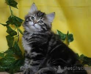 Photo №1. siberian cat - for sale in the city of Tampere | 516$ | Announcement № 161527