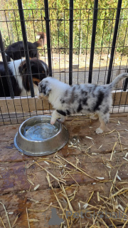 Photo №1. border collie - for sale in the city of California | negotiated | Announcement № 163077