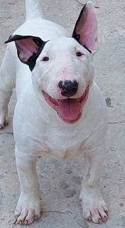 Photo №1. bull terrier - for sale in the city of Москва | 1$ | Announcement № 5848