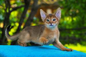 Photo №2 to announcement № 2963 for the sale of abyssinian cat - buy in Russian Federation breeder
