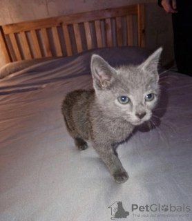 Photo №1. russian blue - for sale in the city of Heidelberg | Is free | Announcement № 107997