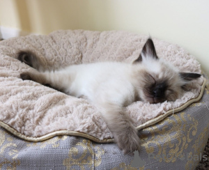 Photo №2 to announcement № 100550 for the sale of ragdoll - buy in Australia private announcement