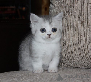 Photo №1. munchkin - for sale in the city of Антверпен | negotiated | Announcement № 128689