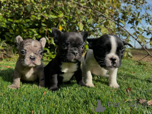 Photo №1. french bulldog - for sale in the city of Barsel | negotiated | Announcement № 160857