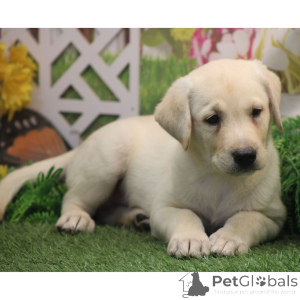 Photo №2 to announcement № 176364 for the sale of labrador retriever - buy in Germany private announcement