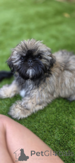 Photo №3. Shih Tzu-puppy's te koop. Netherlands