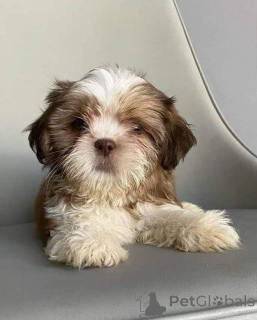 Photo №2 to announcement № 168170 for the sale of shih tzu - buy in Belgium private announcement