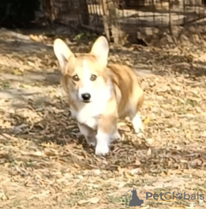 Additional photos: Male Welsh Corgi puppy