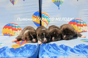 Photo №2 to announcement № 2925 for the sale of akita - buy in Belarus from nursery, breeder