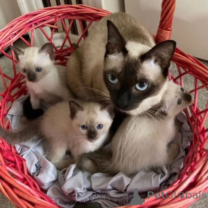 Photo №1. siamese cat - for sale in the city of Canki | negotiated | Announcement № 167236