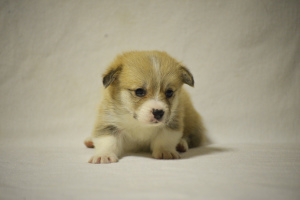 Photo №4. I will sell welsh corgi in the city of Москва. from nursery - price - 1004$