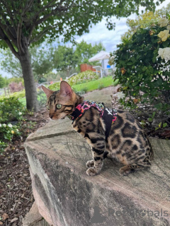 Photo №2 to announcement № 152635 for the sale of bengal cat - buy in Switzerland private announcement