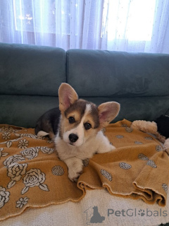 Photo №4. I will sell welsh corgi in the city of Subotica. breeder - price - 774$