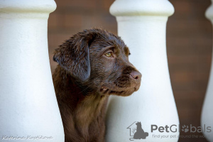 Photo №4. I will sell labrador retriever in the city of Москва. breeder - price - 781$