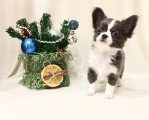 Photo №4. I will sell chihuahua in the city of Moscow. breeder - price - 484$