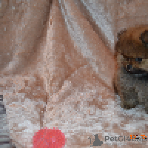 Photo №3. Pomeranian. Ukraine