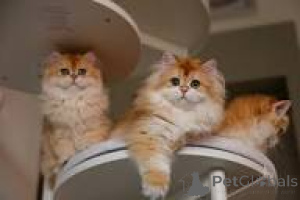 Photo №1. british longhair - for sale in the city of Tampere | 599$ | Announcement № 164821