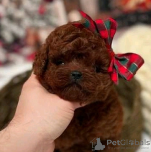 Photo №2 to announcement № 133958 for the sale of poodle (royal) - buy in United States 