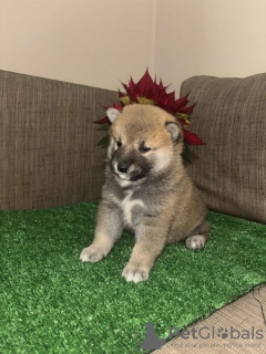 Photo №3. Shiba Inu puppies. Serbia